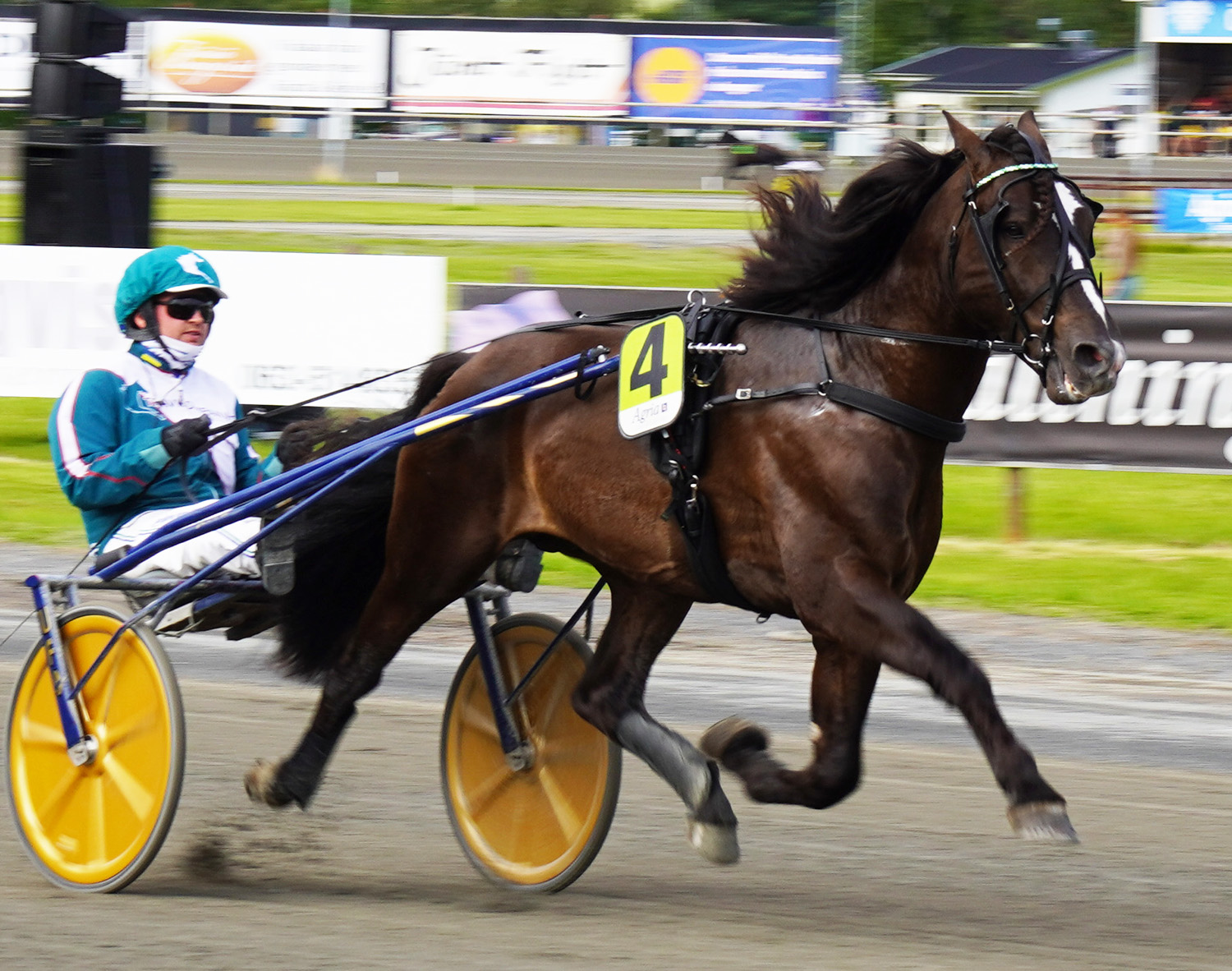 Granbarksborren 250809-2